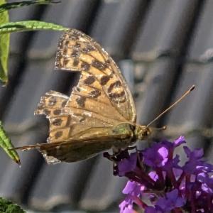 Click to view this image in a large viewer