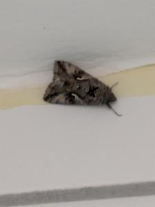 Click to view this image in a large viewer