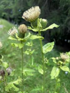 Click to view this image in a large viewer