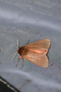 Click to view this image in a large viewer