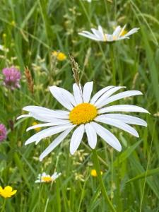 Click to view this image in a large viewer