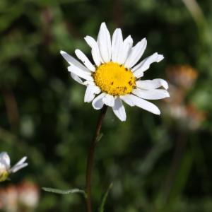 Click to view this image in a large viewer