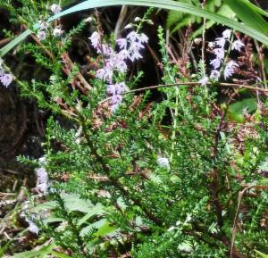 Click to view this image in a large viewer