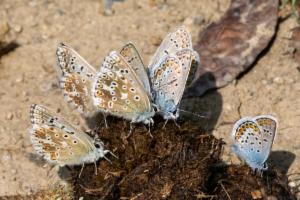 Click to view this image in a large viewer