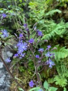 Click to view this image in a large viewer