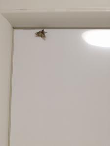 Click to view this image in a large viewer