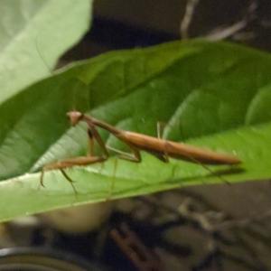 Click to view this image in a large viewer