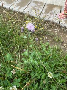 Click to view this image in a large viewer