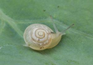 Click to view this image in a large viewer