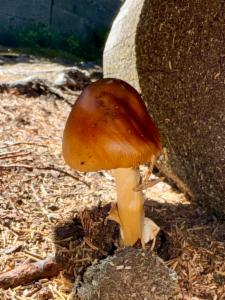 Click to view this image in a large viewer