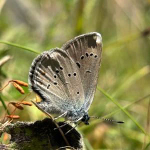 Click to view this image in a large viewer