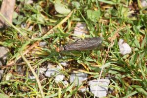 Click to view this image in a large viewer