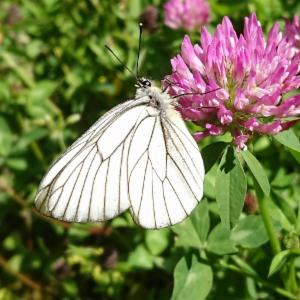 Click to view this image in a large viewer