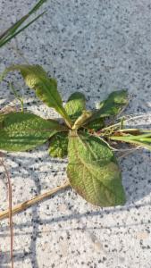 Click to view this image in a large viewer