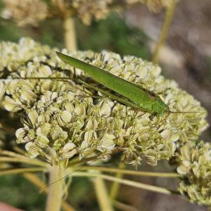 Click to view this image in a large viewer