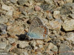 Click to view this image in a large viewer