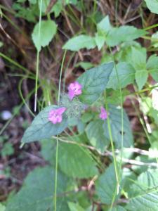 Click to view this image in a large viewer