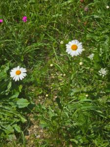 Click to view this image in a large viewer