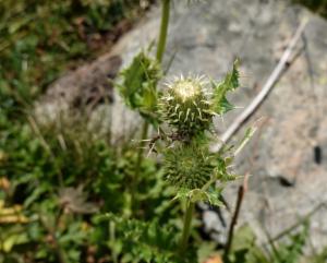 Click to view this image in a large viewer