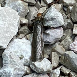 Click to view this image in a large viewer