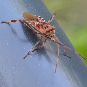 Click to view this image in a large viewer