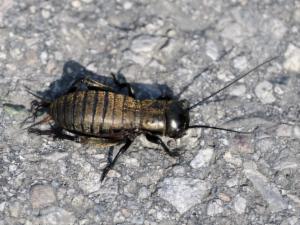 Click to view this image in a large viewer