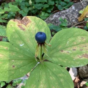 Click to view this image in a large viewer