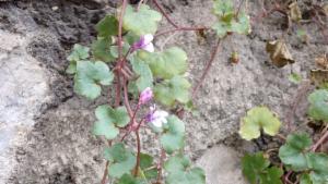 Click to view this image in a large viewer