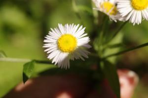 Click to view this image in a large viewer