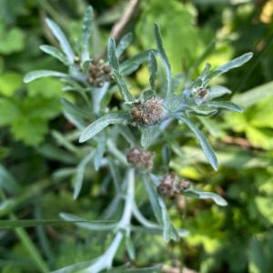 Click to view this image in a large viewer