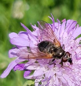 Click to view this image in a large viewer