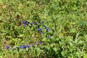 Click to view this image in a large viewer