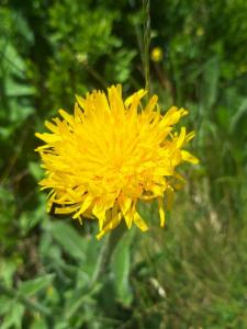 Click to view this image in a large viewer