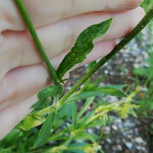 Click to view this image in a large viewer