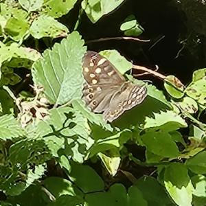 Click to view this image in a large viewer