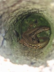 Click to view this image in a large viewer