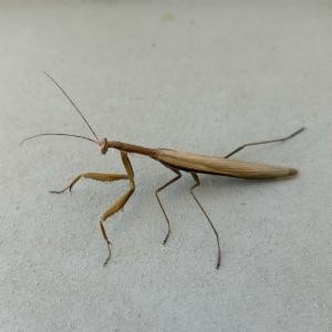 Click to view this image in a large viewer