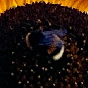 Click to view this image in a large viewer