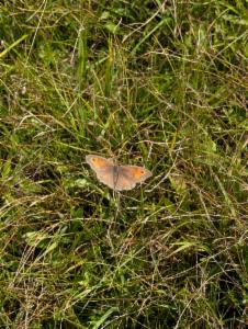 Click to view this image in a large viewer