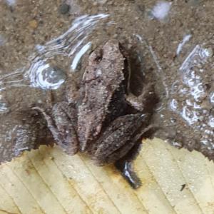 Click to view this image in a large viewer