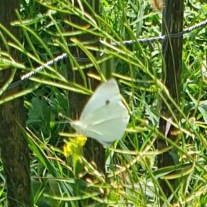 Click to view this image in a large viewer