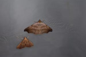 Click to view this image in a large viewer