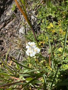 Click to view this image in a large viewer