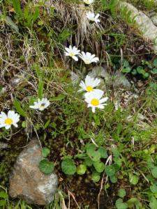 Click to view this image in a large viewer