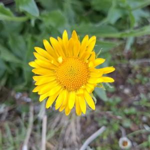 Click to view this image in a large viewer