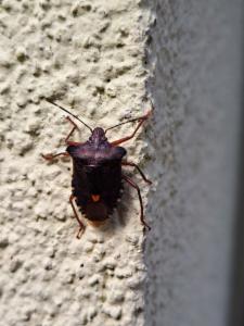 Click to view this image in a large viewer