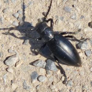 Click to view this image in a large viewer