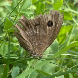 Click to view this image in a large viewer