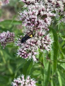 Click to view this image in a large viewer