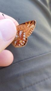 Click to view this image in a large viewer